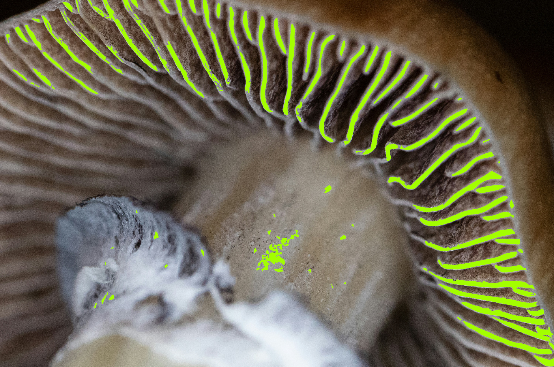 Mycelium up close